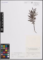 Foto von Salix eleagnos Scop.